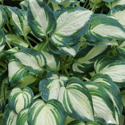 Hosta 'Ghostmaster'